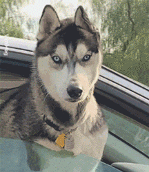 说出来你可能不信，哈士奇和二哈是两个品种！-13.gif