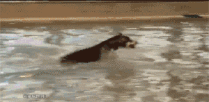 说出来你可能不信，哈士奇和二哈是两个品种！-17.gif