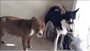 说出来你可能不信，哈士奇和二哈是两个品种！-18.gif