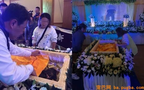 为离世的爱犬办葬礼遭反对，主人哭着说：“它是我弟弟……”-1.jpeg