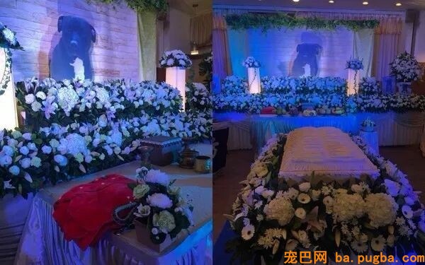 为离世的爱犬办葬礼遭反对，主人哭着说：“它是我弟弟……”-3.jpeg