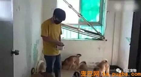 十八岁的小伙子，辞去高薪工作，全职救狗！-3.jpeg
