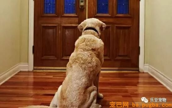 科普常识，狗狗是怎么预感主人要回家的？-1.jpeg