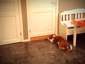 科普常识，狗狗是怎么预感主人要回家的？-3.gif
