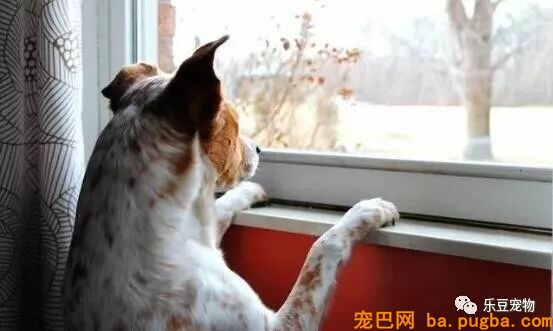 科普常识，狗狗是怎么预感主人要回家的？-6.jpeg