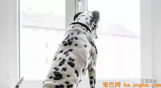 科普常识，狗狗是怎么预感主人要回家的？-5.jpeg