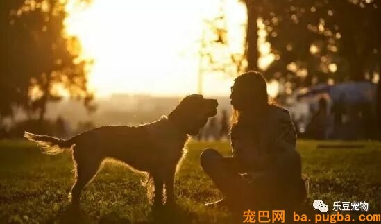 科普常识，狗狗是怎么预感主人要回家的？-7.jpeg