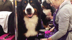 高不成攀的赛级犬，可能就在你隔壁……-2.gif