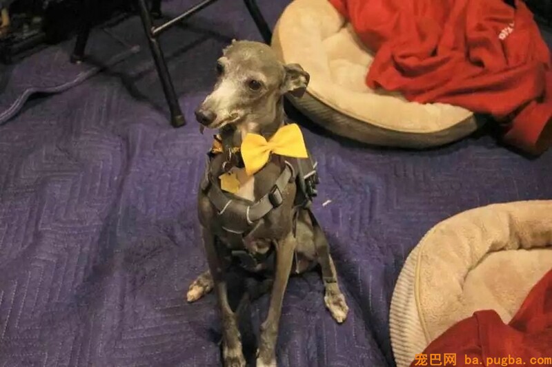 高不成攀的赛级犬，可能就在你隔壁……-4.jpeg
