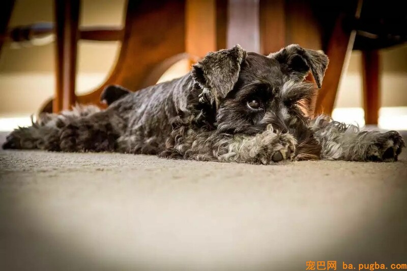 高不成攀的赛级犬，可能就在你隔壁……-5.jpeg
