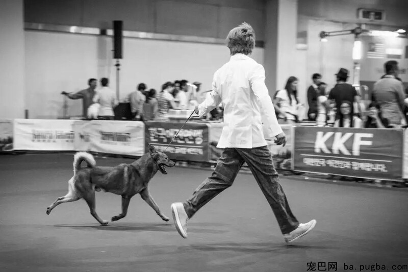 高不成攀的赛级犬，可能就在你隔壁……-6.jpeg