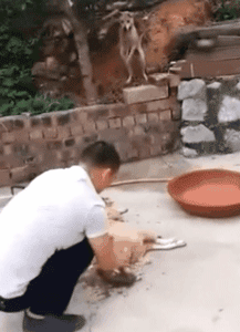 亲眼看到同伴被宰杀，狗狗疯狂作揖：求你放过它…-1.gif