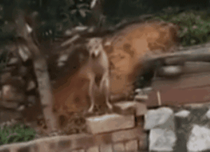 亲眼看到同伴被宰杀，狗狗疯狂作揖：求你放过它…-2.gif