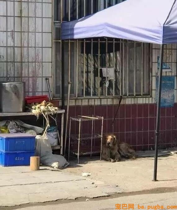 亲眼看到同伴被宰杀，狗狗疯狂作揖：求你放过它…-8.jpeg