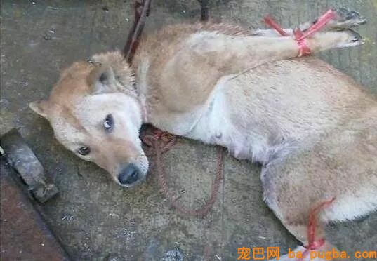 亲眼看到同伴被宰杀，狗狗疯狂作揖：求你放过它…-9.jpeg