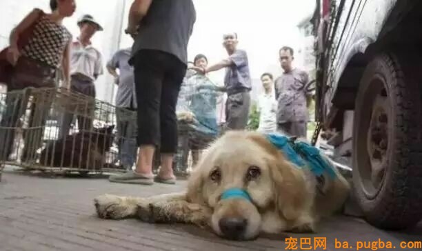 亲眼看到同伴被宰杀，狗狗疯狂作揖：求你放过它…-11.jpeg