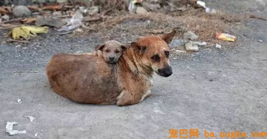 狗狗撕心裂肺的求救，你听的到吗？-1.jpeg