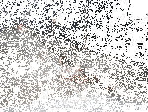 狗狗撕心裂肺的求救，你听的到吗？-2.gif