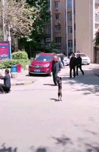 狗狗撕心裂肺的求救，你听的到吗？-4.gif