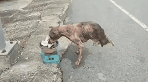 狗狗撕心裂肺的求救，你听的到吗？-5.gif