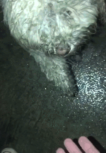 狗狗撕心裂肺的求救，你听的到吗？-9.gif