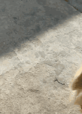 狗狗撕心裂肺的求救，你听的到吗？-10.gif