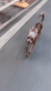 狗狗撕心裂肺的求救，你听的到吗？-11.gif
