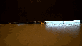 主人新交了男朋友，心机金毛竟形影不离，新男友的表情快哭了……-6.gif