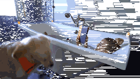 主人新交了男朋友，心机金毛竟形影不离，新男友的表情快哭了……-7.gif