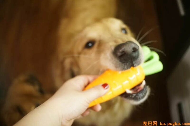 主人新交了男朋友，心机金毛竟形影不离，新男友的表情快哭了……-17.jpeg