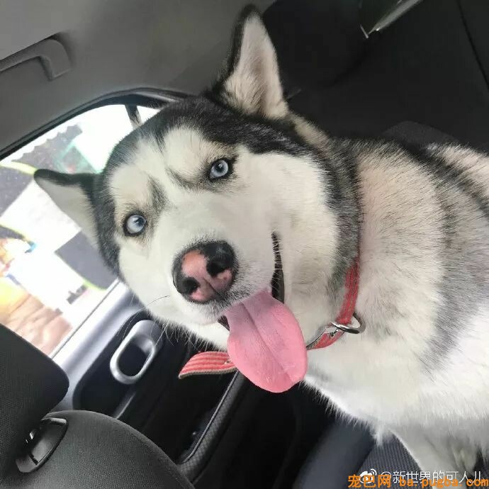 捡了只二哈后差点被逼疯：不敢上班，怕它拆我家！-1.jpeg