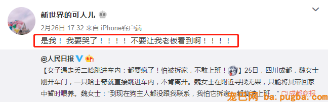 捡了只二哈后差点被逼疯：不敢上班，怕它拆我家！-3.png