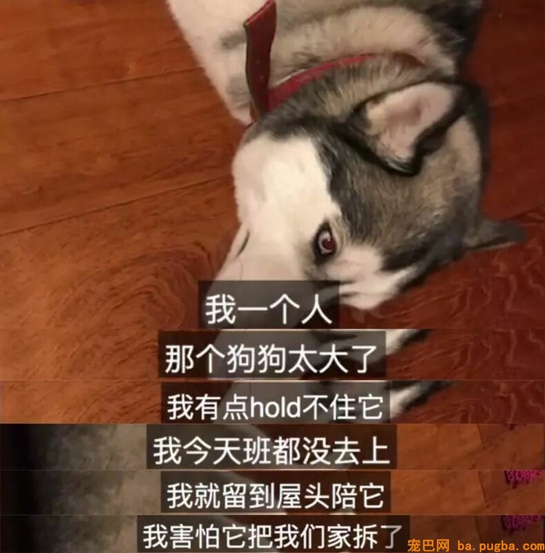捡了只二哈后差点被逼疯：不敢上班，怕它拆我家！-4.jpeg