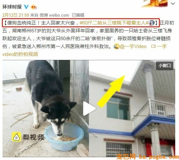 捡了只二哈后差点被逼疯：不敢上班，怕它拆我家！-5.jpeg