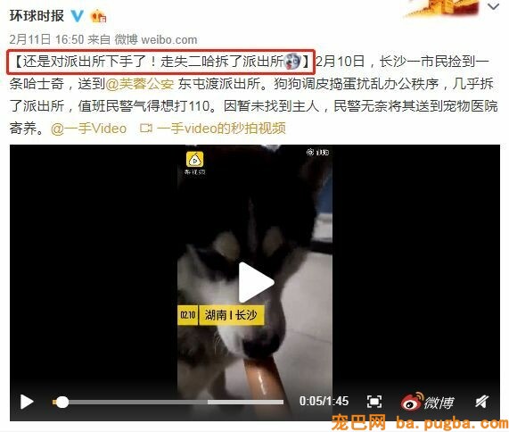 捡了只二哈后差点被逼疯：不敢上班，怕它拆我家！-6.jpeg