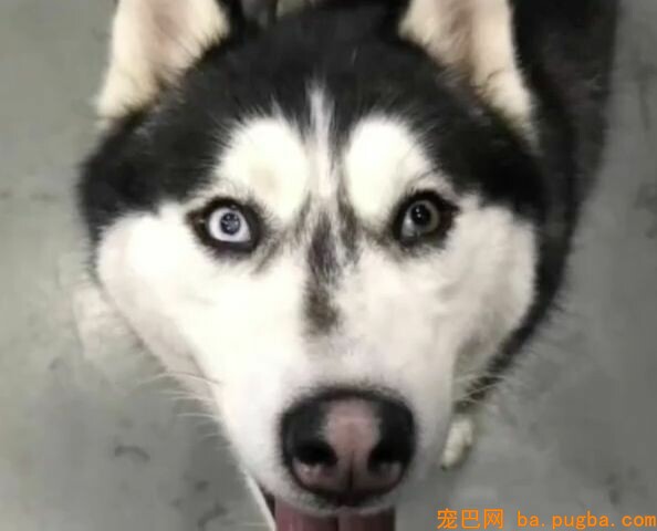 捡了只二哈后差点被逼疯：不敢上班，怕它拆我家！-9.jpeg