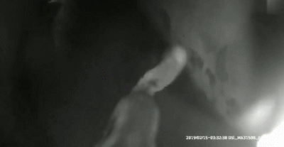 捡了只二哈后差点被逼疯：不敢上班，怕它拆我家！-10.gif