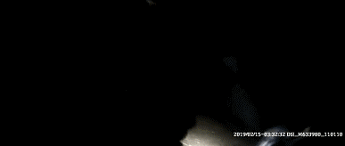 捡了只二哈后差点被逼疯：不敢上班，怕它拆我家！-11.gif