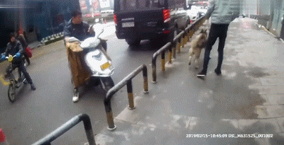 捡了只二哈后差点被逼疯：不敢上班，怕它拆我家！-14.gif