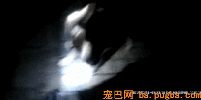 捡了只二哈后差点被逼疯：不敢上班，怕它拆我家！-13.gif