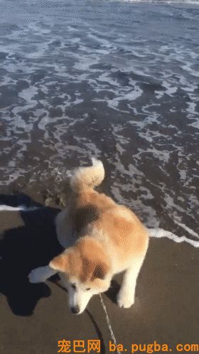 带着高冷秋田第一次去海边，成果这货崩坏成了“表情包”...-2.gif