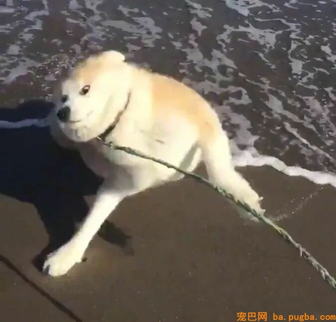 带着高冷秋田第一次去海边，成果这货崩坏成了“表情包”...-5.jpeg