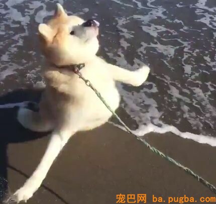 带着高冷秋田第一次去海边，成果这货崩坏成了“表情包”...-4.jpeg