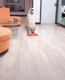 狗狗心疼麻麻跪地擦地板，立即抢过抹布：我来帮你！-2.gif