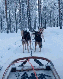 雪橇步队中的俩哈士奇突然掐架，其他哈士奇集体看傻！-1.gif