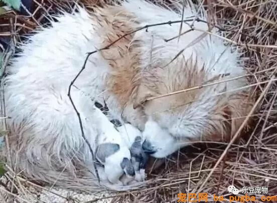 漂泊狗妈妈浑身颤抖，仍然在喂宝宝，它把所有的能量都给了孩子！-1.jpeg