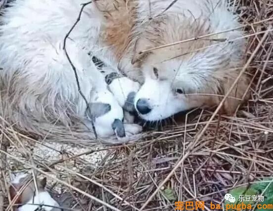 漂泊狗妈妈浑身颤抖，仍然在喂宝宝，它把所有的能量都给了孩子！-3.jpeg