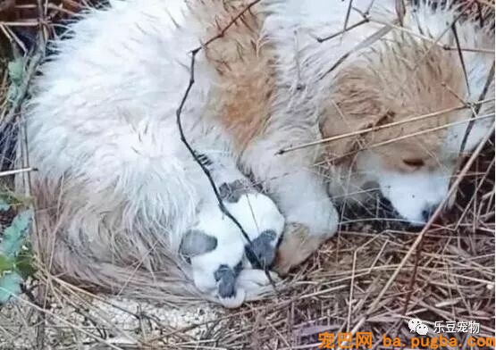 漂泊狗妈妈浑身颤抖，仍然在喂宝宝，它把所有的能量都给了孩子！-2.jpeg