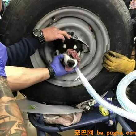 医生第一次见被卡在轮胎里的狗狗，看清它的品种后，笑喷了！-2.jpeg