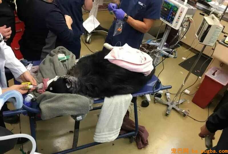 医生第一次见被卡在轮胎里的狗狗，看清它的品种后，笑喷了！-7.jpeg